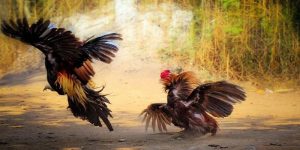 Đá gà trực tuyến Thomo